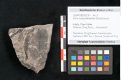 Foto (Objekt + Etikett) von Alnus novae zeelandiae Ettingshausen (NHMW-GEO-2024-0188-10130b)